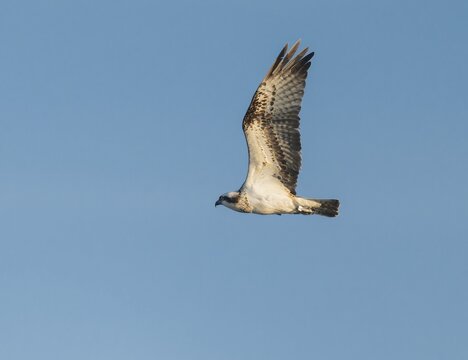 Osprey (Pandion haliaetus) in flight looking for food, blue sky, Lower Saxony, Germany
