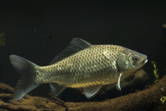 Carassius gibelio, pediment, prussian carp, silver carp, fish, fishes, pisces