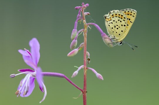 Sooty Copper (Lycaena tityrus), Oldenburg M&uuml;nsterland, Goldenstedt, Lower Saxony, Germany