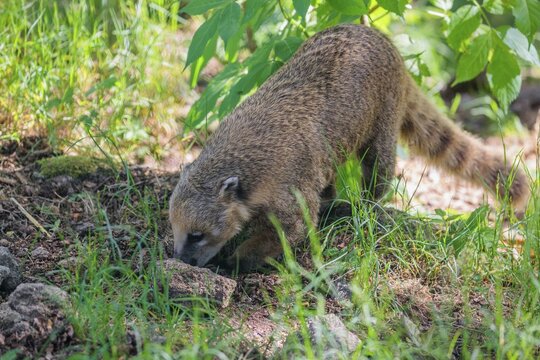 A South American coati (Nasua nasua) searches for food at the edge of the forest in the morning light. Tropical and subtropical South America, Colombia, The Guianas, Uruguay, Argentina, Ecuador, brazil, mexico, costa rica