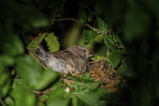 Acanthis cannabina, bloodtail, linaria cannabina, linnet, birds, brood, female, h&auml;nfling, nest, passeri, songbirds, birds, female