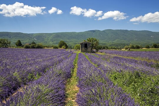 Old stone house with tree in lavender field, flowering true lavender (Lavandula angustifolia), on the D4100 near Cereste, Provence-Alpes-Cote d Azur, Provence, South of France, France