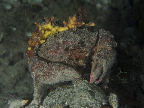 A camouflaged crab, the woolly crab (Dromia personata), sits in the dark water, covered in golden sponge (Aplysina aerophoba) . Dive site: Hausriff, Stoja, Pula, Croatia, Mediterranean Sea