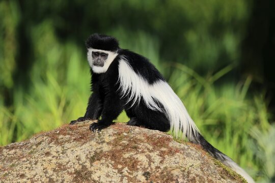 Mantled guereza (Colobus guereza), half-grown juvenile, subadult, alert, sitting, on rocks, captive