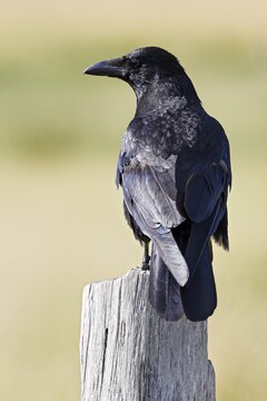 Carrion crow (Corvus corone) sitting on a fence post, Schleswig-Holstein, Germany