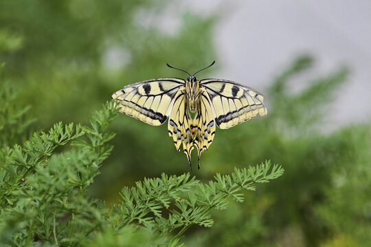 Swallowtail (Papilio machaon), approaching carrot weed (carrot herb), a food source for the caterpillars, Meienberg, Canton of Aargau, Switzerland