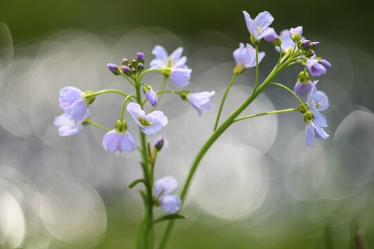 Meadow foamwort (Cardamine pratensis), wet meadow, D&uuml;mmer, H&uuml;de, Lower Saxony, Germany