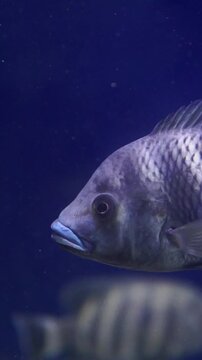 Vertical close-up video of a large freshwater fish swimming gracefully in a deep blue aquarium or underwater environment.