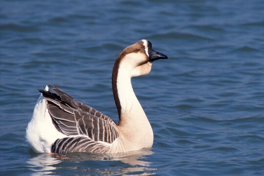 Domesticated Swan Goose (Anser cygnoides f. domestica), Inn River, Ebbs, Tyrol, Austria, Europe