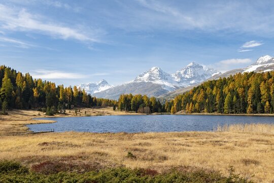 Autumnal larches with snow-covered mountain peaks on Lake Staz, Lej da Staz, St. Moritz, Engadin, Grisons, Switzerland