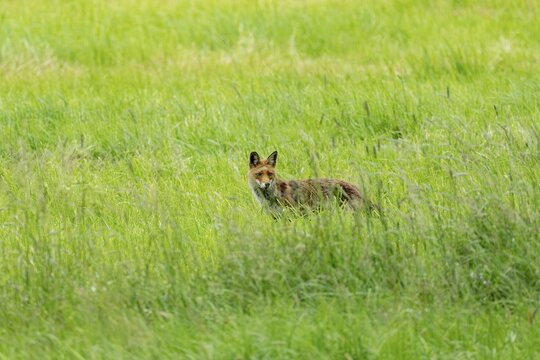 Red fox (Vulpes vulpes), concealed in tall grass, Vulkaneifel, Rhineland-Palatinate, Germany
