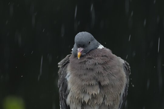 Wood pigeon (Columba palumbus) adult garden bird in a rain storm in summer, England, United Kingdom