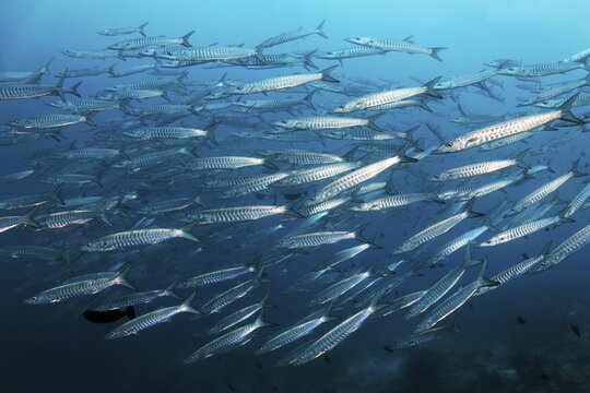 Swarm Blackfin barracuda (Sphyraena qenie), swimming over coral reef, Andaman Sea, Mu Ko Similan National Park, Similan Islands, Phang Nga Province, Thailand