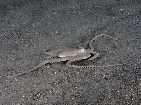 A dark marbled octopus (Amphioctopus aegina) is skilfully hiding on the seabed, Puri Jati dive site, Umeanyar, Bali, Indonesia