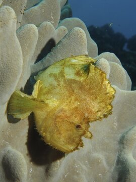 Yellow leaf scorpionfish (Taenianotus triacanthus) on soft coral, Sodwana Bay National Park dive site, Maputaland Marine Reserve, KwaZulu Natal, South Africa