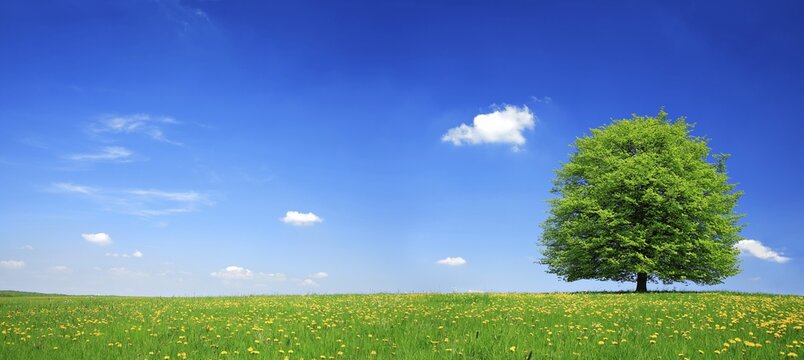Solitary lime tree on green meadow, dandelion in bloom, blue sky with clouds, Hainrich National Park, Thuringia, Germany