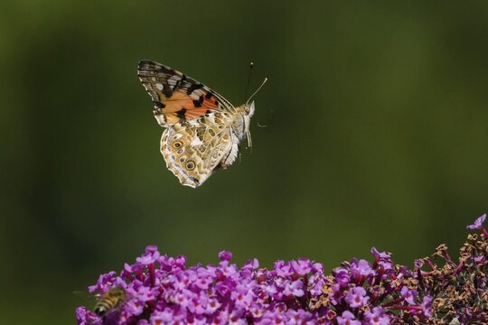 A painted lady (Vanessa cardui) flies over purple flowers &ndash; butterfly bush (Buddleja davidii) &ndash; against a green background, Hesse, Germany