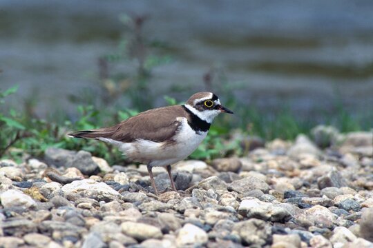 Little Ringed Plover (Charadrius dubius), upper Isar River, Bavaria, Germany