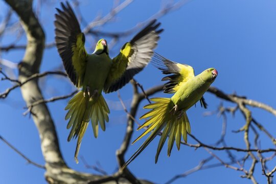 Two rose-ringed parakeet (Psittacula krameri) in flight, wildlife, Germany