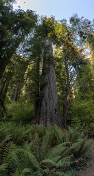 Coast redwoods (Sequoia sempervirens), forest with ferns and dense vegetation, Jedediah Smith Redwoods State Park, Simpson-Reed Trail, California, USA