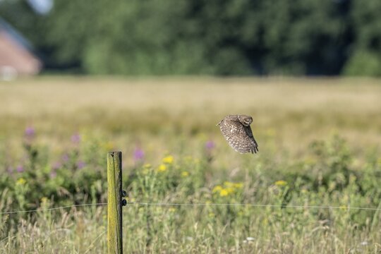 Little owl (Athene noctua), flying, Emsland, Lower Saxony, Germany
