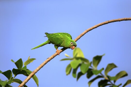 Blue-crowned parakeet (Thectocercus acuticaudatus), adult on the lookout, Pantanal, Mato Grosso, Brazil