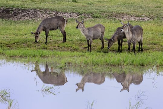 Elliptical waterbuck (Kobus ellipsiprymnus), adult, female, young, group, standing, water, alert, reflection, Kruger National Park, Kruger National Park, South Africa