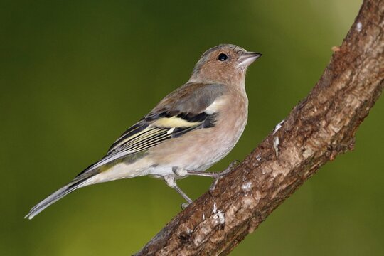 Common chaffinch (Fringilla coelebs) on a branch, wildlife, Germany