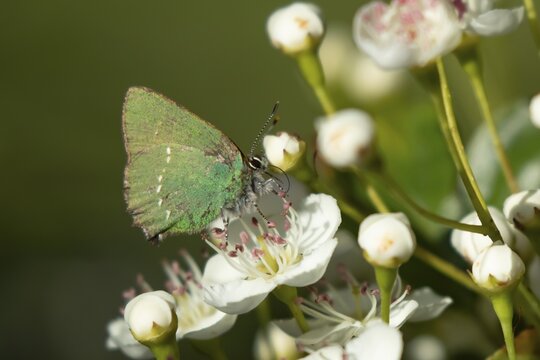 Green hairstreak butterfly (Callophrys rubi) adult insect feeding on Hawthorn flowers in spring, England, United Kingdom
