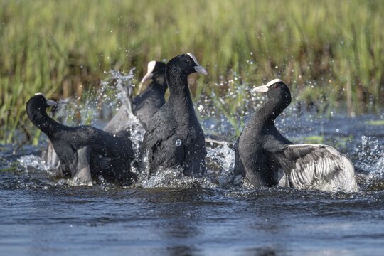 Coot (Fulica atra), fighting, courtship, Lake D&uuml;mmer, H&uuml;de, Lower Saxony, Germany