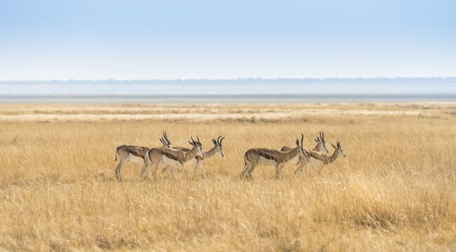 Herd of Springboks (Antidorcas marsupialis) in the grasslands, Etosha National Park, Namibia