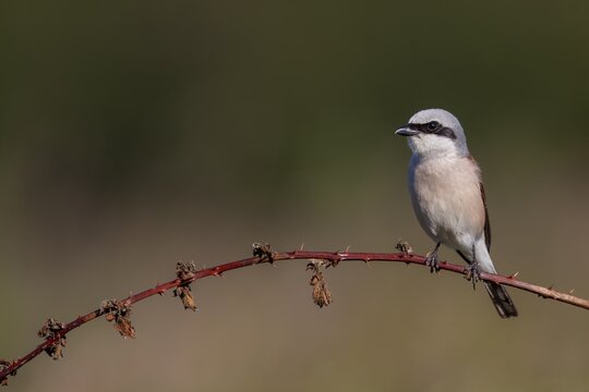 Red-backed shrike (Lanius collurio) Male uses a bramble vine as a perch, hunting lodge, Germany
