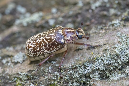 Leaf horn beetle, pine chafer, polyphylla fullo, scarabaeidae, Turkish May beetle, walker, beetle, coleoptera, insects, beetles