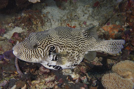Map pufferfish (Arothron mappa) swimming along a reef on a seabed, dive site SD, Nusa Ceningan, Nusa Penida, Bali, Indonesia