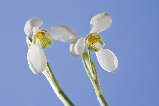 Snowdrops (Galanthus nivalis), garden plants, Austria, Europe