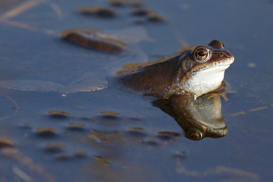Moor frog (Rana arvalis) during mating season, Schleswig-Holstein, Germany