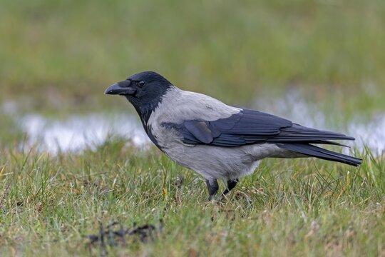 Mist crows (Corvus cornix) are very observant, intelligent birds and sense when observed, Meadow, Denmark