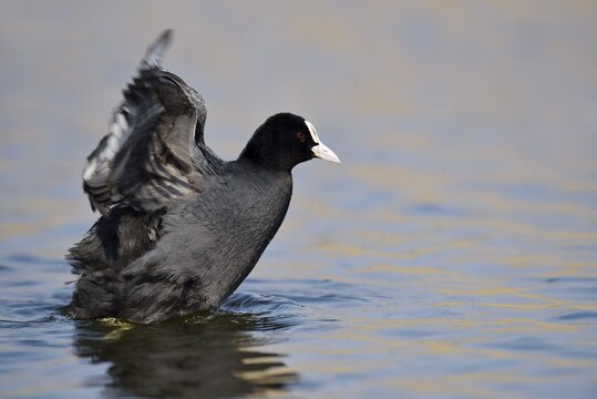 Eurasian Coot (Fulica atra), flapping wings, North Rhine-Westphalia, Germany