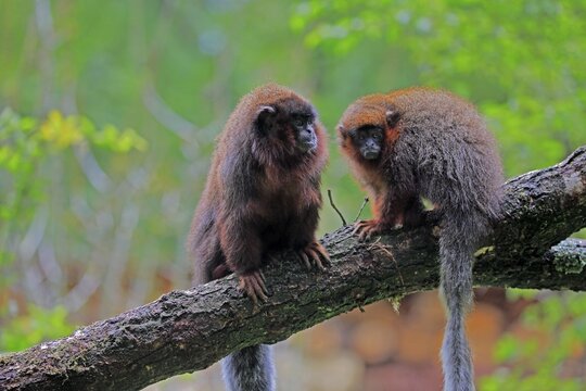 Red spring monkey (Callicebus moloch), adult