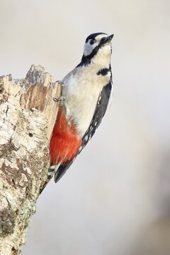 Great Spotted Woodpecker (Dendrocopus major), male, peering out from behind an old tree trunk, wildlife, woodpeckers, nature photography, autumn, Wilnsdorf, North Rhine-Westphalia, Germany