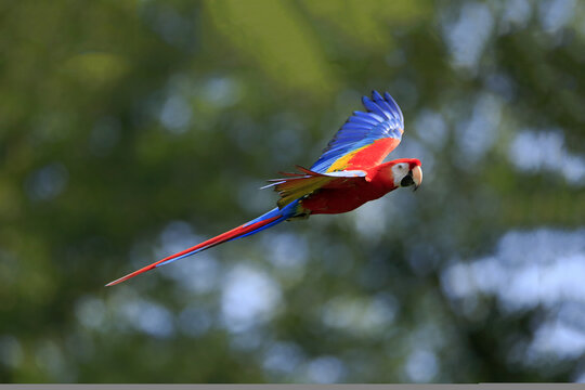 Scarlet macaw (Ara macao), adult, flying, parrot, Brazil