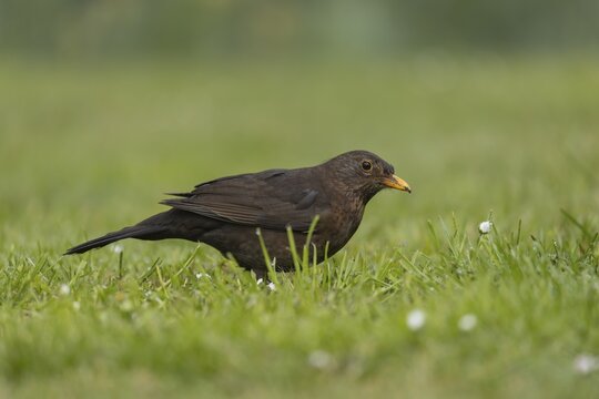 European blackbird (Turdus merula) adult female bird on a garden grass lawn, England, United Kingdom