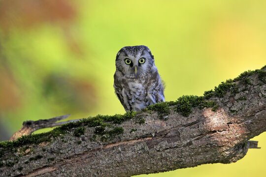 Tengmalm's Owl (Aegolius funereus), adult, on tree, alert, Bohemian Forest, Czech Republic