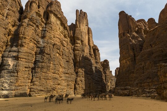 Camels and donkeys between rocks, Ouinimia Amphitheater, Unesco world heritage, Ennedi plateau, Chad