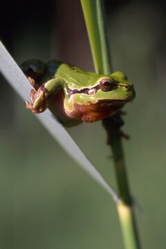 European Tree Frog (Hyla arborea), North Tirol, Austria