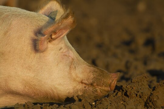 Domestic pig (Sus scrofa domesticus) adult farm animal sleeping in a muddy field, England, United Kingdom