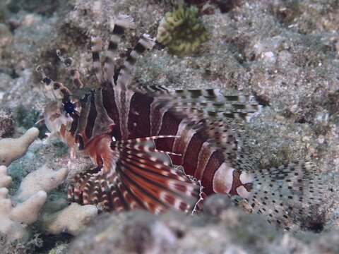 A striped fish, zebra lionfish (Dendrochirus zebra), camouflages itself in the coral reef, dive site Twin Reef, Penyapangan, Bali, Indonesia
