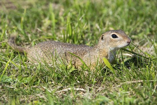Citellus citellus, Czech Republic, European ground squirrel, common ground squirrel, rodents, rodentia, Czech Republic, mammals, rodents, mammals, ground squirrels