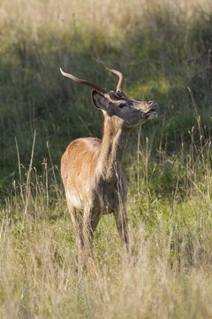 Red Deer (Cervus elaphus), spike, Copenhagen, Denmark