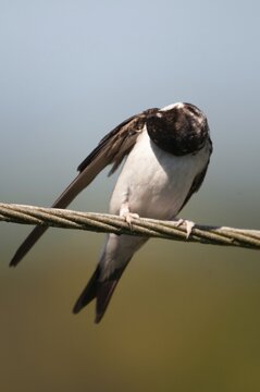 Delichon urbica, house martin, house martins, birds, plumage care, adolescent, high size, portrait, juvenile, passeri, preening, swallows, songbirds, birds